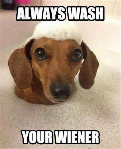 wiener dog jokes